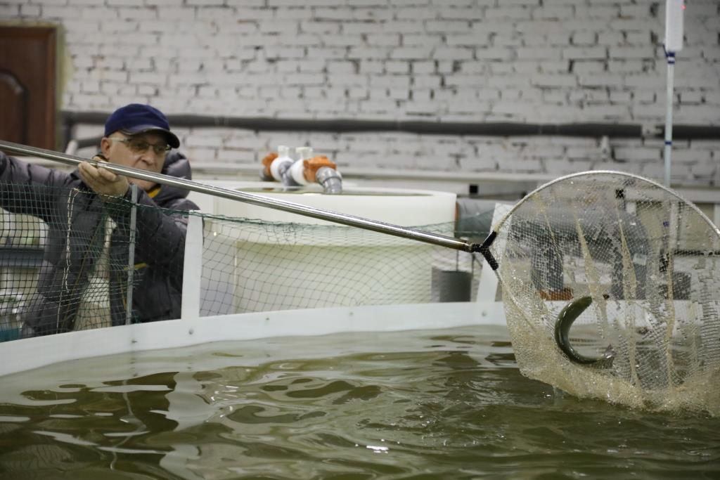 Выращивание_форели_в_УЗВ_Вельск.jpg