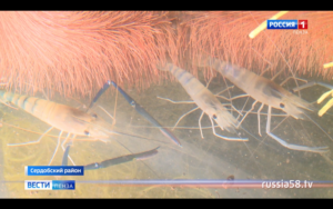 %D0%A1%D0%BD%D0%B8%D0%BC%D0%BE%D0%BA %D1%8D%D0%BA%D1%80%D0%B0%D0%BD%D0%B0 2021 03 29 %D0%B2 13.16.28 рыбинспекция пензенской области телефон