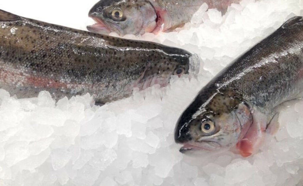Рыбные ряды: оптовые цены на мороженую рыбу не изменились, розничные – продолжили снижение