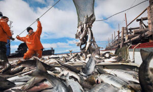 Российские рыбаки добыли почти 3,2 млн тонн – динамика вылова растет