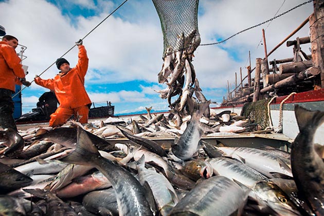ФАО: Россия будет мировым лидером по приросту вылова рыбы к 2030 году