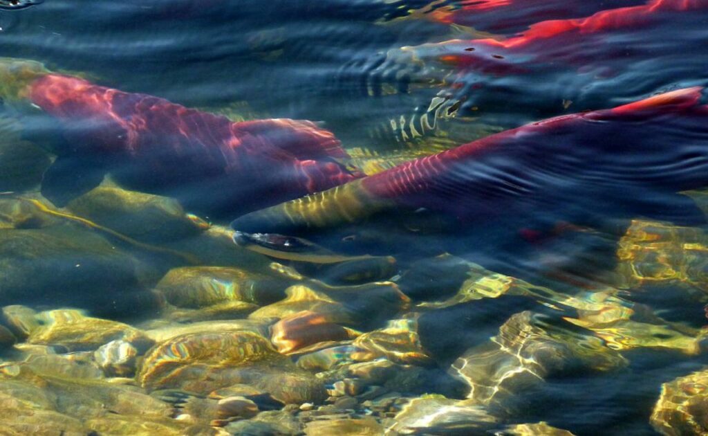 Лососевая путина: вылов тихоокеанских лососей превысил 474 тыс. тонн – на 14% больше 2019 года и в два раза – 2020 года.