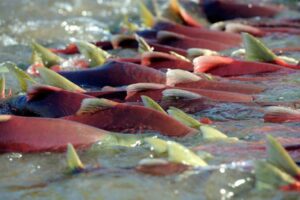 Вылов тихоокеанских лососей увеличился до 91 тыс. тонн