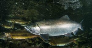 Итоги научного рейса по лососям: новые данные подтвердили появление суперурожайного поколения охотоморской горбуши