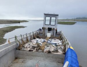 Рыбоохрана вскрыла нарушения на сумму 5,6 млн рублей на Амуре