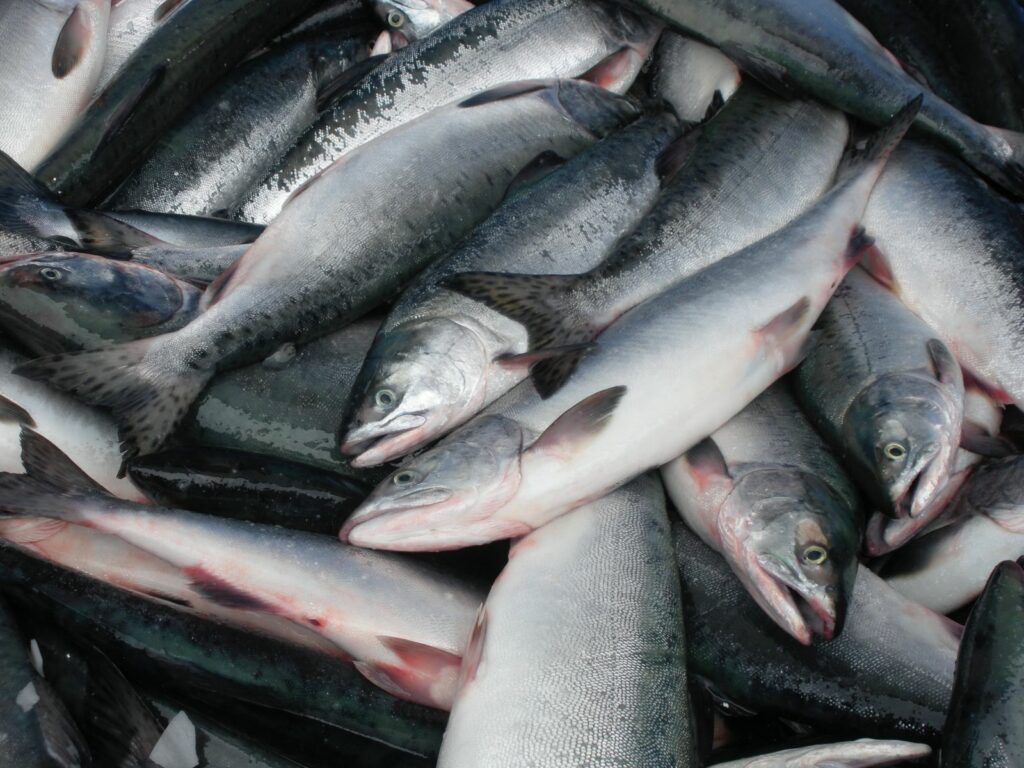 Рыбные ряды: продолжается сезонное снижение розничных цен на рыбу