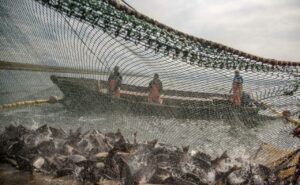 Российские рыбаки вышли на положительную динамику вылова: объем добычи превысил прошлогодний уровень