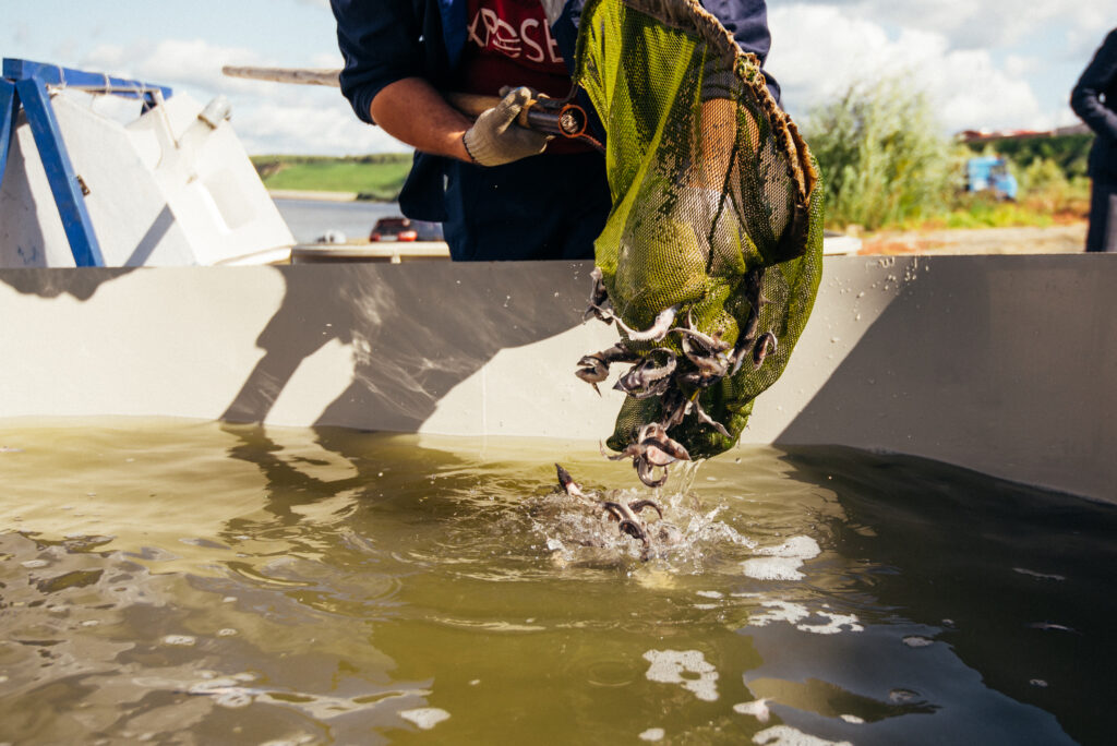 «Главрыбвод» и «РН-Юганскнефтегаз» выпустили в реки Югры более 3,3 млн мальков ценных видов рыбы