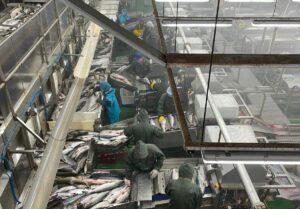 Илья Шестаков посетил рыбоперерабатывающие предприятия на Курильских островах Итуруп и Шикотан