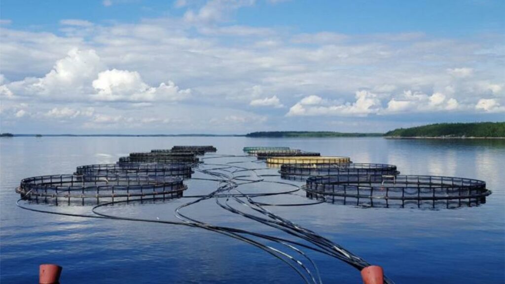 Росрыболовство: роль экологической составляющей в аквакультуре будет расти