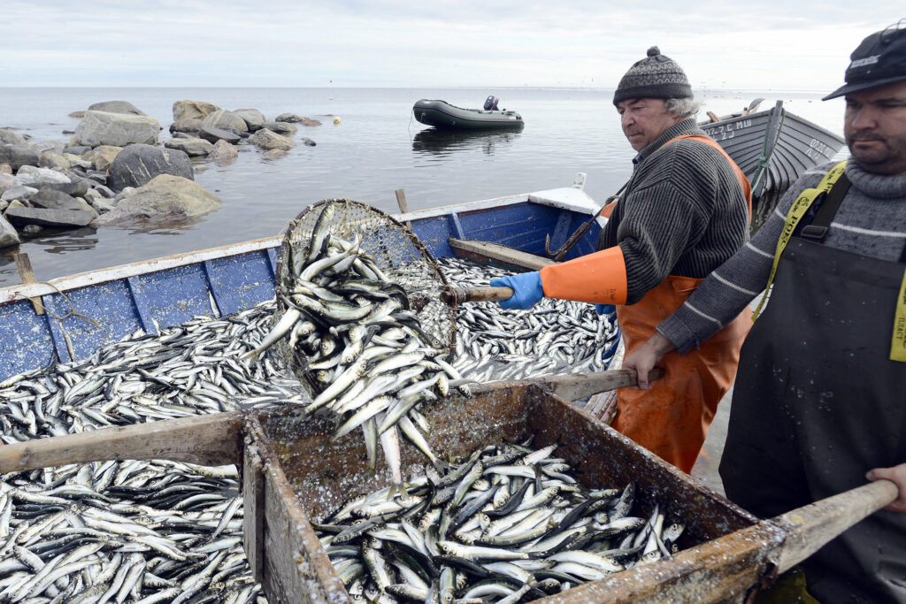 Штаб пелагической путины: рыбаки удачно осваивают скумбрию  — вылов вырос более чем в 2 раза
