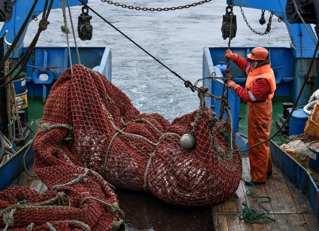 Рыбаки наращивают вылов сардины иваси на Дальнем Востоке