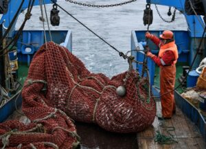 Рыбаки наращивают вылов сардины иваси на Дальнем Востоке