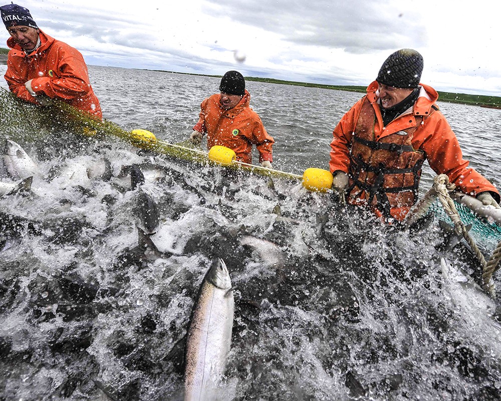 На российском рынке нет дефицита лососевых. Производство икры достигло 20,7 тыс. тонн