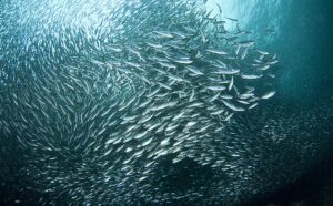 Россия и Фарерские острова договорились о взаимной передаче квот на вылов водных биологических ресурсов на 2022 год