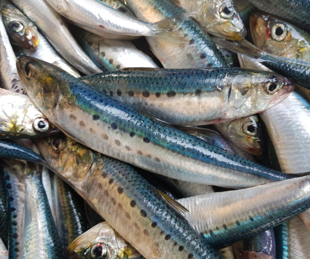 Объем вылова пелагических видов рыб на Дальнем Востоке превысил 290 тысяч тонн