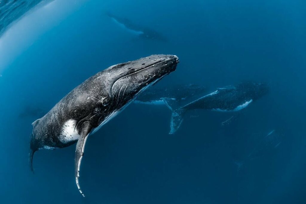 В третьем чтении принят законопроект о запрете на промышленный и прибрежный вылов китообразных