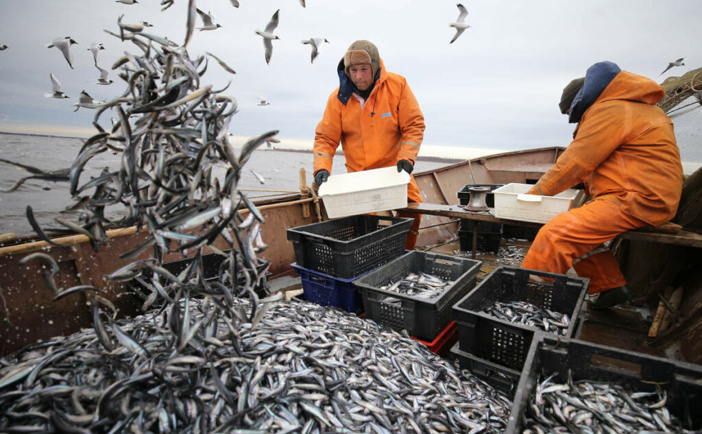 Российские рыбаки завершают год с положительной динамикой общего вылова