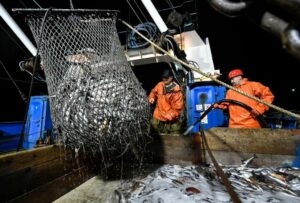 Ученые прогнозируют успешную охотоморскую минтаевую путину зимне-весеннего периода