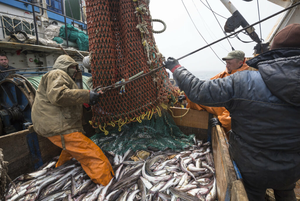 Российские рыбаки завершают промысел в 2021 году с прибавкой в 1,3%