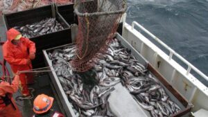 Охотоморская путина набирает обороты: рыбаки нарастили вылов минтая на 4% к уровню прошлого года