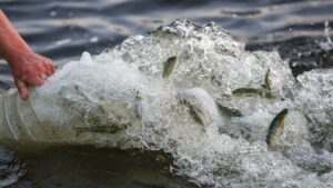 В 2021 году в рамках компенсационных мероприятий «Главрыбвод» выпустил в водоемы страны 87 млн экземпляров биоресурсов