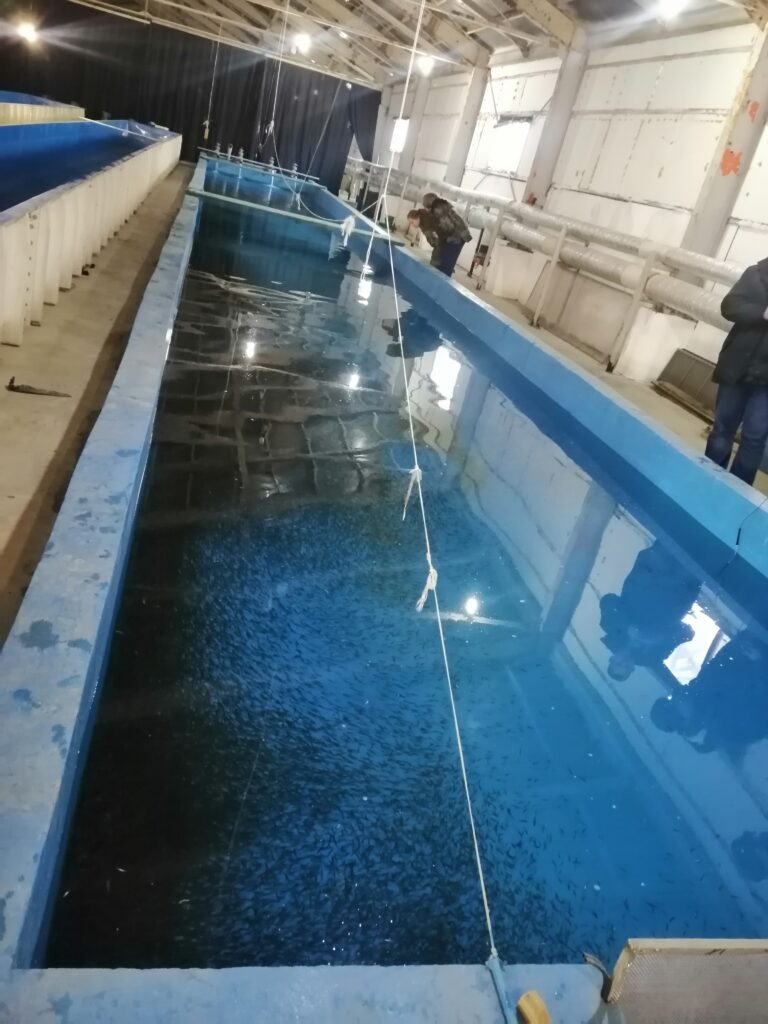 О проведении обследования лососевого рыборазводного завода в Приморском крае