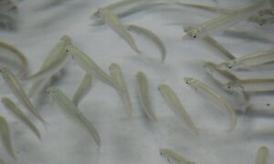 Росрыболовство перевыполнило план по выпуску молоди омуля и осетра в озеро Байкал более чем на 80% в рамках нацпроекта «Экология»