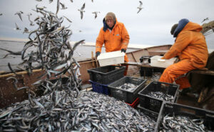 К 23 февраля российские рыбаки увеличили вылов почти на 7% — до 674 тыс. тонн водных биоресурсов