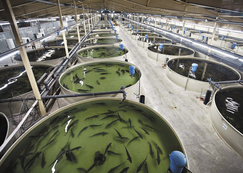 Объем производства аквакультуры в России вырос на 8,5% — до 357 тыс. тонн