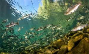 Разработаны региональные стратегии промысла тихоокеанских лососей на 2022 год