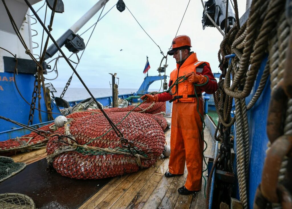 Российские рыбаки наращивают вылов минтая: добыто более 520 тыс. тонн