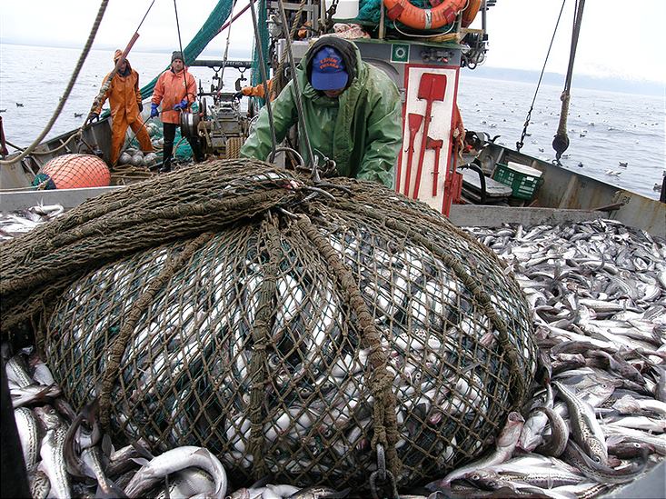 Охотоморская путина: российские рыбаки наращивают выловы минтая и идут с заметным опережением графиков