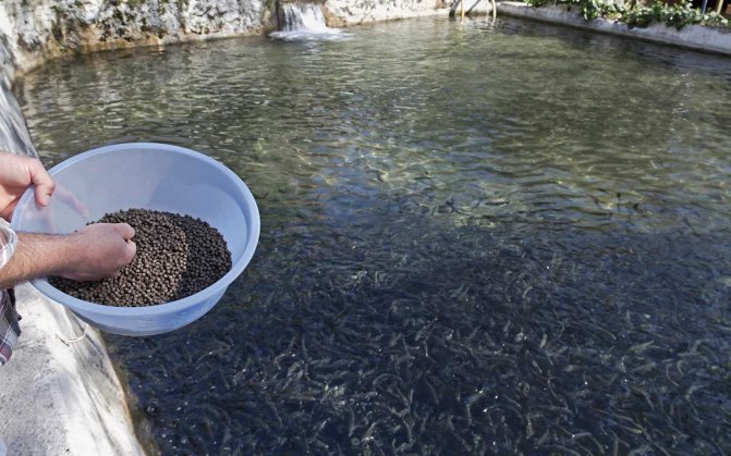 Отраслевая наука и Главрыбвод помогут создать современную комбикормовую индустрию для аквакультуры