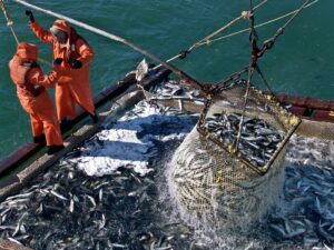 Охотоморская путина: российские рыбаки добыли 463 тыс. тонн минтая и почти 66 тыс. тонн тихоокеанской сельди