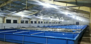 Один из крупнейших в Приморье лососевых рыбоводных заводов готов работать на полную мощность