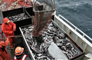 Российские рыбаки продолжают наращивать темпы вылова минтая и сельди на Дальнем Востоке