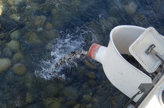 Более 350 тысяч мальков каспийского лосося выпущено в реку Терек