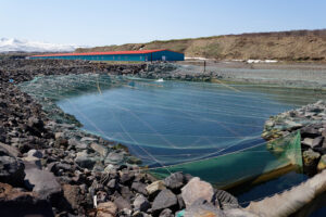 Росрыболовство: строительство рыбоводных заводов на Курилах может обеспечить выпуск в реки островов не менее 300 млн молоди и увеличить вылов лососей