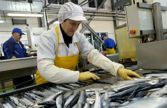 Производство в России продукции высокого передела заметно выросло: мяса рыб – почти на 130%, филе рыб – на 48,5%