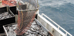 Оперативный штаб Росрыболовства: динамика общероссийского вылова положительная, переработка обеспечена сырьем, поставки на внутренний рынок растут