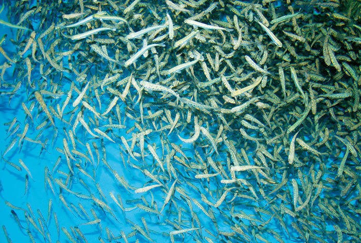 Росрыболовство: в условиях потепления климата наиболее перспективным становится развитие лососеводства на Северных Курилах