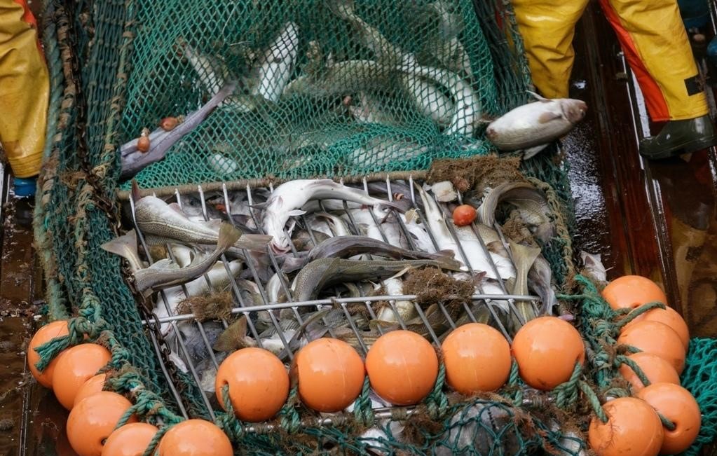 Росрыболовство внимательно следит за промысловыми усилиями рыбаков в Северной Атлантике – освоение квот должно быть не ниже установленных 70%