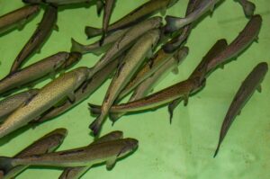 Ямальский рыбоводный завод поставит более четырех тонн форели на прилавки магазинов региона