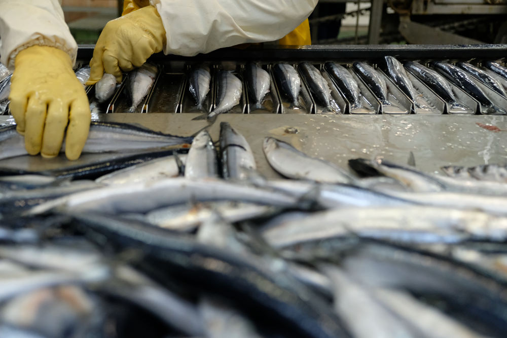 Рыбоперерабатывающий завод имени Кирова на Сахалине наращивает объёмы выпуска рыбной продукции
