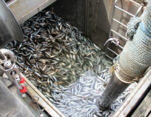 В Охотском море открылся промысел сельди в Западно-Камчатской подзоне