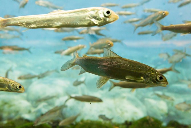 Уникальные научные исследования ВНИРО в Обской губе дадут более точную оценку запаса сиговых видов рыб