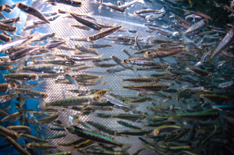 В реки Приморского края выпустили более 14,5 млн молоди лососевых рыб