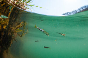 В реки Приморского края выпустили более 14,5 млн молоди лососевых рыб