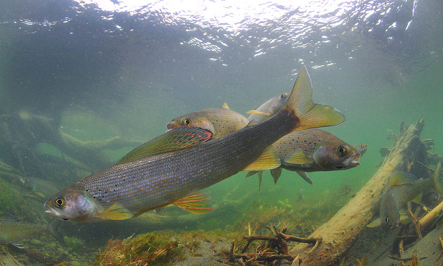 В Приморье рыбоохрана продолжает работать в усиленном режиме в период нереста пресноводных рыб